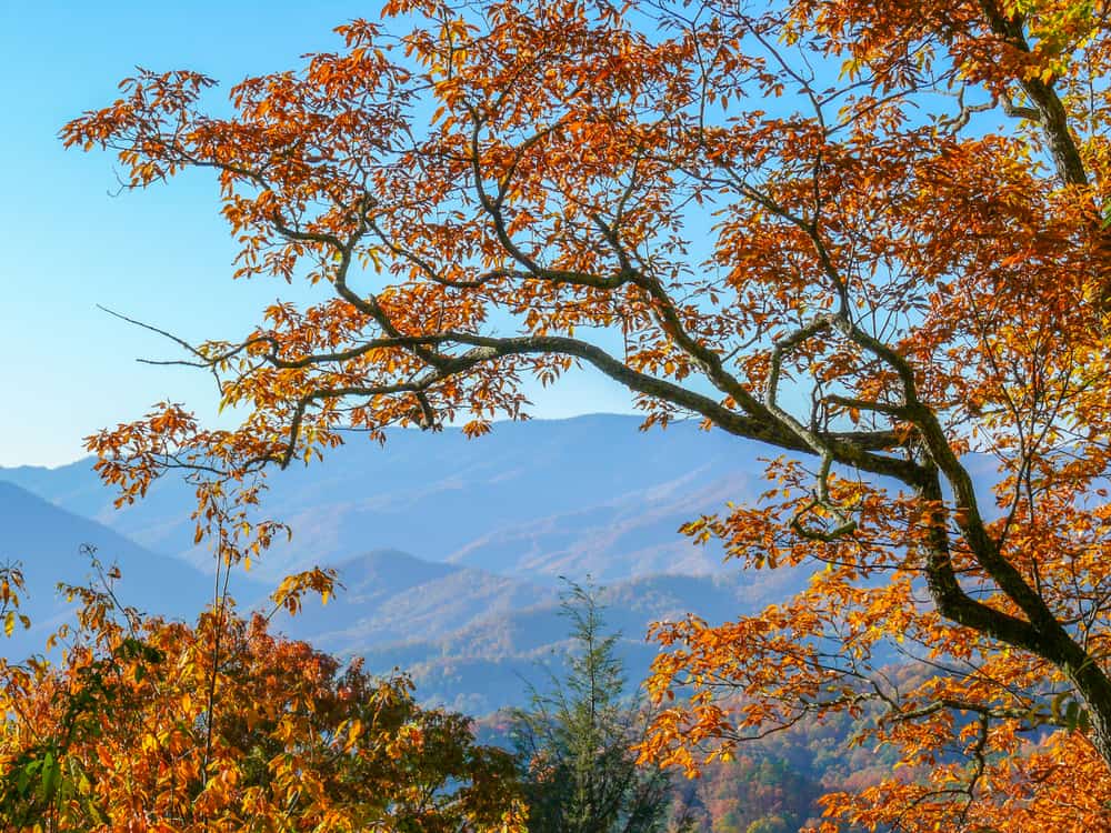 fall foliage in Smoky Mountains