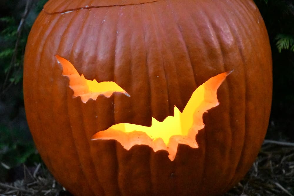 bats carved into pumpkin
